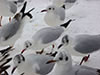 1cy Black-headed Gull in July. (85237 bytes)